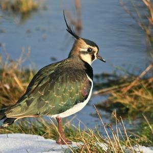 Northern Lapwing