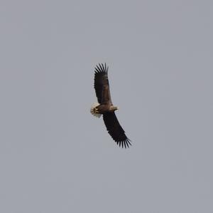 White-tailed Eagle