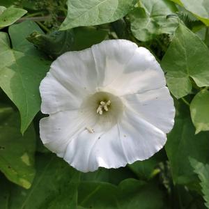 Hedge Bindweed