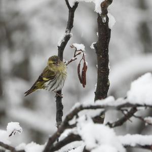 Eurasian Siskin