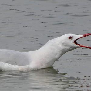 Slender-billed Gull