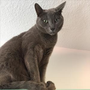 Russian Blue