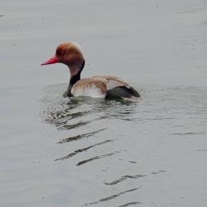 Red-crested Pochard