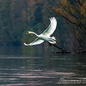 Mute Swan