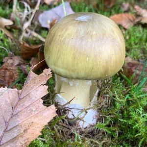 Death Cap