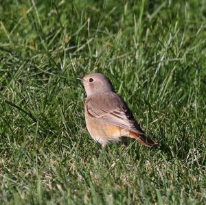 Common Redstart