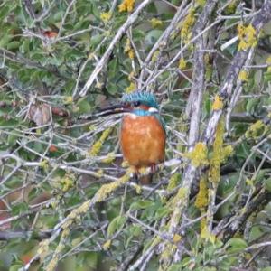 Common Kingfisher