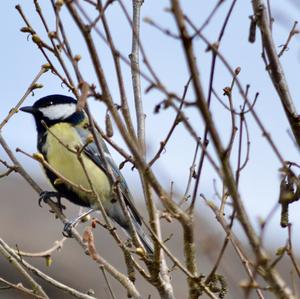 Great Tit