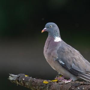 Common Wood-pigeon