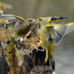 European Greenfinch