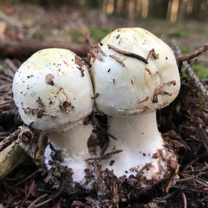 Yellow-foot Agaric