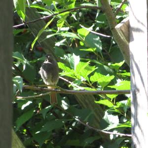 Black Redstart