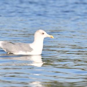 Herring Gull