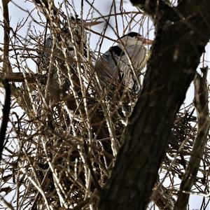 Grey Heron