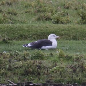 Great Black-backed Gull