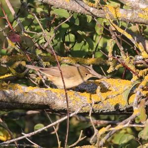 Eurasian Reed-warbler