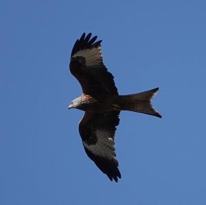 Red Kite