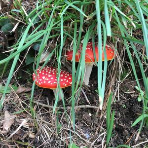 Fly Agaric