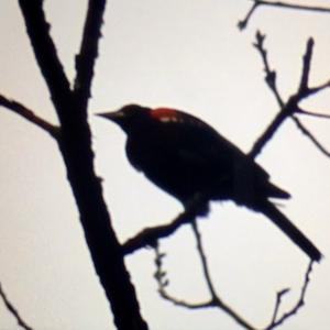 Red-winged Blackbird