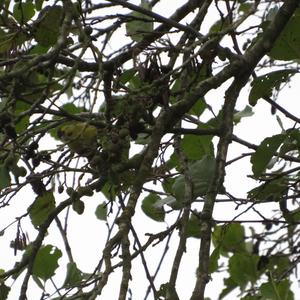 Eurasian Siskin