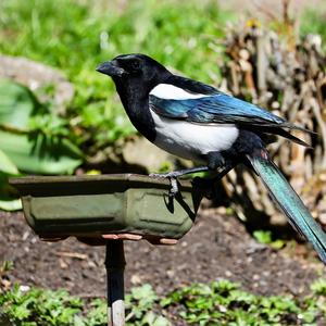 Black-billed Magpie