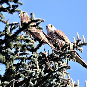 Common Kestrel