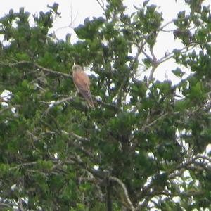 Common Kestrel