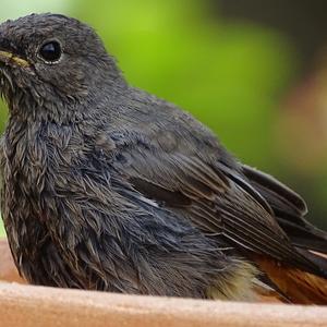 Black Redstart