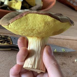 Red-cracked Bolete