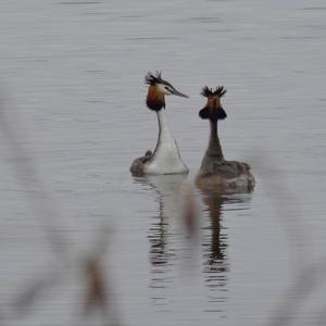 Great Crested Grebe