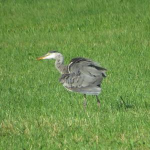 Grey Heron