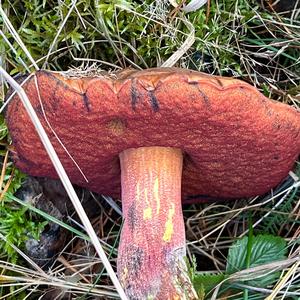 Dotted-stem Bolete