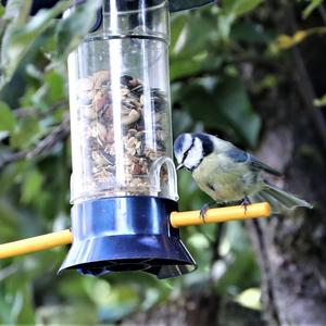 Blue Tit