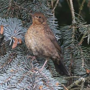 Eurasian Blackbird