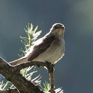 Spotted Flycatcher