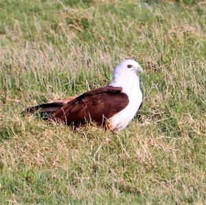 Brahminy Kite