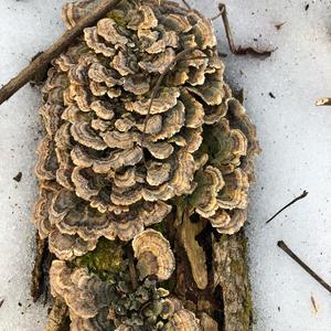 Turkey-tail