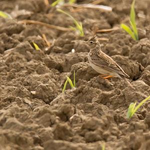 Eurasian Skylark