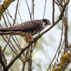 Eurasian Hobby