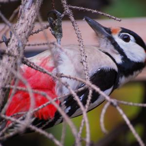 Great Spotted Woodpecker