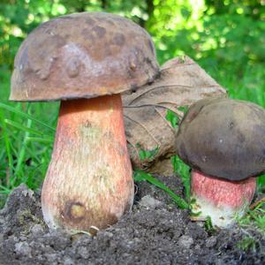 Dotted-stem Bolete