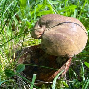 Summer Bolete