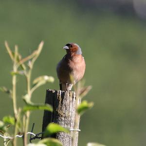 Eurasian Chaffinch