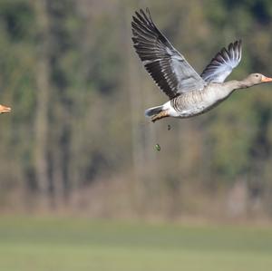 Greylag Goose