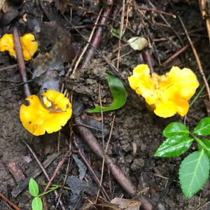 Chanterelle, Common