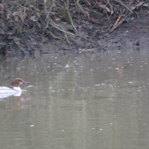 Common Merganser