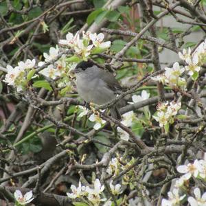 Blackcap