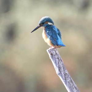 Common Kingfisher