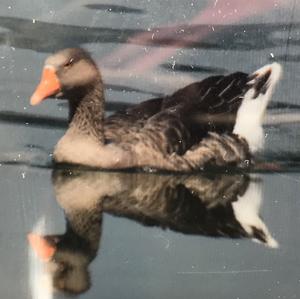 Greylag Goose