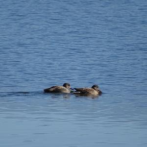 Gadwall